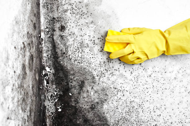 Best Mold Damage Repair  in Rockville Centre, NY
