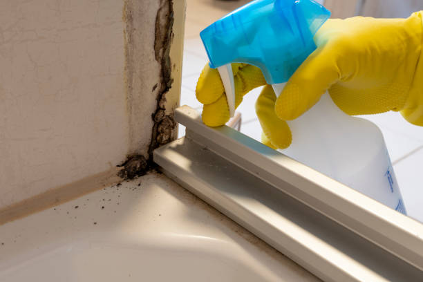 Best Mold Remediation  in Rockville Centre, NY