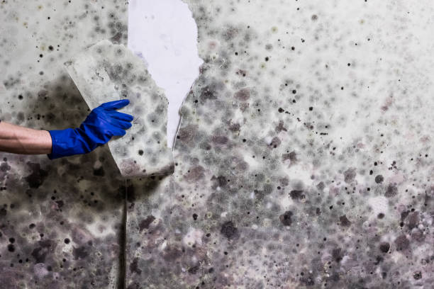 Best Home Mold Removal  in Rockville Centre, NY